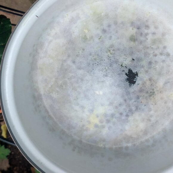 Cathrineholm white and green lotus casserole dish - 10 inches diameter - Picture 11 of 11